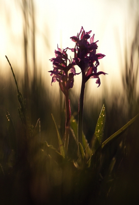 <i class='fa fa-user'></i> rixte | Brede Orchis  <i class='fa fa-eye'> 64</i>  <i class='fa fa-thumbs-up'> 2</i>   <i class='fa fa-comment-o'> 4</i>