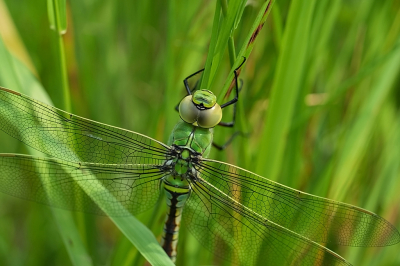 <i class='fa fa-user'></i>&nbsp;David Ruijs&nbsp;|  Grote Keizerlibel&nbsp; <i class='fa fa-eye'>&nbsp;59</i> &nbsp; <i class='fa fa-comment-o'>&nbsp;4</i>