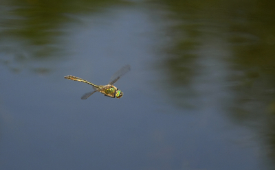 <i class='fa fa-user'></i>&nbsp;David Ruijs&nbsp;|  Smaragdlibel&nbsp; <i class='fa fa-eye'>&nbsp;57</i> &nbsp;<i class='fa fa-thumbs-up'>&nbsp;2</i> &nbsp; <i class='fa fa-comment-o'>&nbsp;5</i>