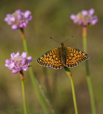<i class='fa fa-user'></i>&nbsp;Jurgen Maassen&nbsp;|  Zilveren Maan&nbsp; <i class='fa fa-eye'>&nbsp;94</i> &nbsp;<i class='fa fa-thumbs-up'>&nbsp;11</i> &nbsp; <i class='fa fa-comment-o'>&nbsp;5</i>