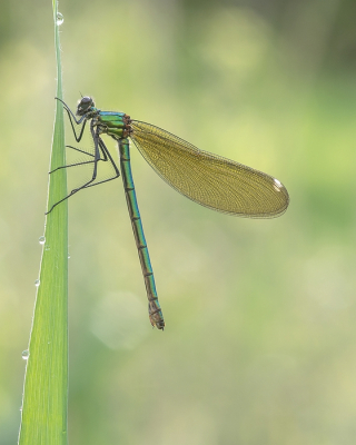 <i class='fa fa-user'></i>&nbsp;Johan van Gurp&nbsp;|  Weidebeekjuffer&nbsp; <i class='fa fa-eye'>&nbsp;67</i> &nbsp;<i class='fa fa-thumbs-up'>&nbsp;6</i> &nbsp; <i class='fa fa-comment-o'>&nbsp;3</i>