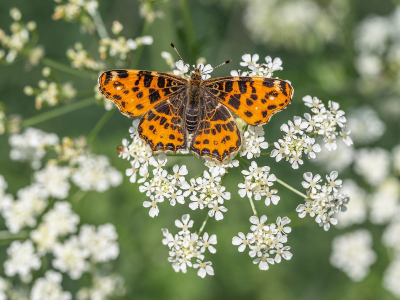 <i class='fa fa-user'></i>&nbsp;Tim Oord&nbsp;|  Landkaartje&nbsp; <i class='fa fa-eye'>&nbsp;64</i> &nbsp;<i class='fa fa-thumbs-up'>&nbsp;4</i> &nbsp; <i class='fa fa-comment-o'>&nbsp;6</i>