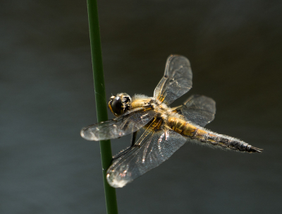 <i class='fa fa-user'></i>&nbsp;Truus Aletta Maan&nbsp;|  Viervlek&nbsp; <i class='fa fa-eye'>&nbsp;49</i> &nbsp;<i class='fa fa-thumbs-up'>&nbsp;1</i> &nbsp; <i class='fa fa-comment-o'>&nbsp;4</i>