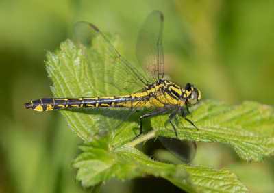 <i class='fa fa-user'></i>&nbsp;Marie-Jos� Boon&nbsp;|  Plasrombout&nbsp; <i class='fa fa-eye'>&nbsp;72</i> &nbsp;<i class='fa fa-thumbs-up'>&nbsp;1</i> &nbsp; <i class='fa fa-comment-o'>&nbsp;2</i>