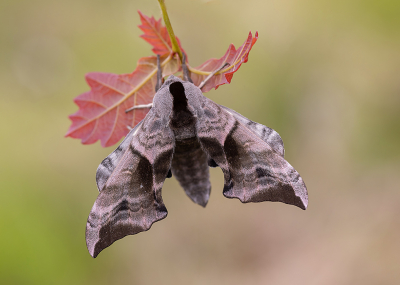 <i class='fa fa-user'></i>&nbsp;Tom&nbsp;|  Pauwoogpijlstaart&nbsp; <i class='fa fa-eye'>&nbsp;121</i> &nbsp;<i class='fa fa-thumbs-up'>&nbsp;7</i> &nbsp; <i class='fa fa-comment-o'>&nbsp;8</i>