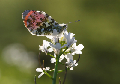 <i class='fa fa-user'></i>&nbsp;Ad Sprang&nbsp;|  Oranjetipje&nbsp; <i class='fa fa-eye'>&nbsp;59</i> &nbsp;<i class='fa fa-thumbs-up'>&nbsp;7</i> &nbsp; <i class='fa fa-comment-o'>&nbsp;6</i>