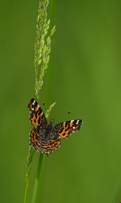 <i class='fa fa-user'></i>&nbsp;David Ruijs&nbsp;|  Landkaartje&nbsp; <i class='fa fa-eye'>&nbsp;48</i> &nbsp;<i class='fa fa-thumbs-up'>&nbsp;2</i> &nbsp; <i class='fa fa-comment-o'>&nbsp;0</i>