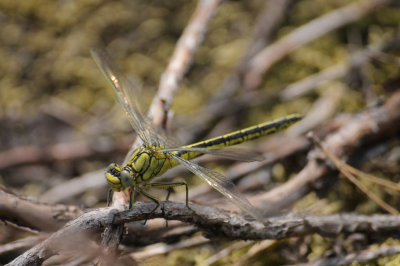 <i class='fa fa-user'></i>&nbsp;KrisvdWijk&nbsp;|  Plasrombout&nbsp; <i class='fa fa-eye'>&nbsp;58</i> &nbsp; <i class='fa fa-comment-o'>&nbsp;1</i>