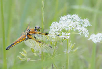 Op zoek naar libellen. Deze viervlek hing vlak bij het fluitenkruid en vond ik aantrekkelijk genoeg om te fotograferen. Omdat het vrij fris was en niet al te zonnig bleven de libellen nog redelijk zitten.