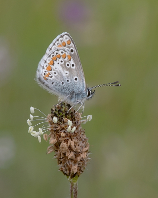 <i class='fa fa-user'></i> Johan van Gurp |  Bruin Blauwtje  <i class='fa fa-eye'> 51</i>  <i class='fa fa-thumbs-up'> 5</i>   <i class='fa fa-comment-o'> 2</i>