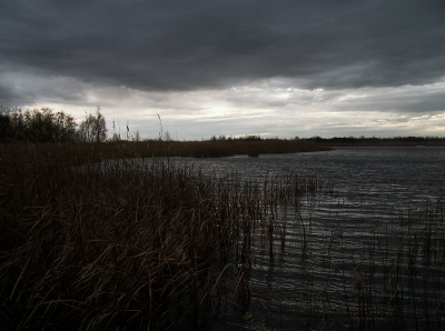 Een grauwe dag in het Naardermeer..