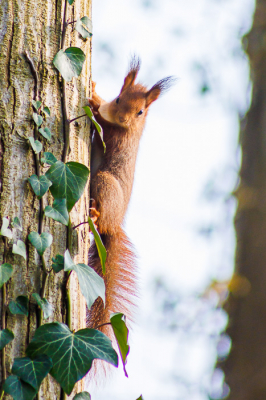 Deze foto is gemaakt vanaf een pad aan de rand van de stad, waarbij de eekhoorn op ooghoogte in de boom zat.