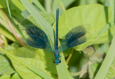 Bij een vistrap langs de Regge ( prachtig natuurgebied ) kwam ik deze Weidebeekjuffer tegen, van dit moment heb ik  niet meer dan 1 opname kunnen maken en volgens mij aardig gelukt.