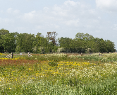 <i class='fa fa-user'></i>  | Weidelandschap in het voorjaar  <i class='fa fa-eye'> 27</i>   <i class='fa fa-comment-o'> 5</i>