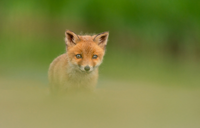 Nature picture: 2. Vulpes vulpes / Vos / Red Fox