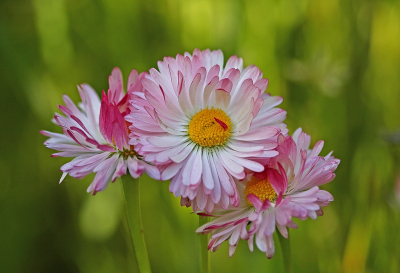 Bellis perennis / Madeliefje / Daisy