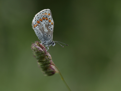 <i class='fa fa-user'></i> Ad Sprang |  Bruin Blauwtje  <i class='fa fa-eye'> 41</i>  <i class='fa fa-thumbs-up'> 4</i>   <i class='fa fa-comment-o'> 5</i>