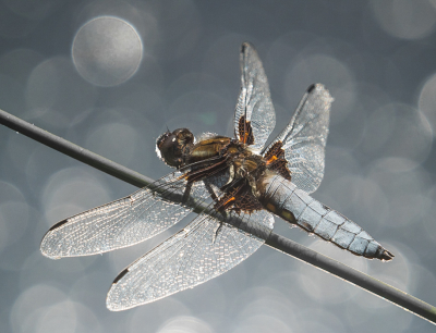 Libellula depressa / Platbuik / Broad-bodied Chaser