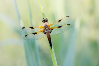 Bijtijds op pad om libellen te fotograferen met dauwdruppels. En er zaten er genoeg voordat alles begon te vliegen.