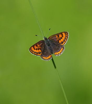 Afgelopen zaterdag was een lange dag van 07.00-21.00 uur. 's Ochtends 15km wat door het Heuvellandschap gestruind en 's middags met een maatje naar de Eifel.

Vooral voor deze beauty. Dit was het mooiste exemplaar wat we konden vastleggen. Heb hem ook nog van de zijkant met dichtgeklapte vleugels. Maar de bovenkant vindt ik dan nog net ietsjes mooier, vooral als er wat van dat blauwe erin zit.

Parelmoerachtigen niet gezien, waarschijnlijk omdat er nog weinig Adderwortels stonden.

Uit de hand.