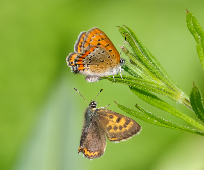 Actie bij de Blauwe Vuurvlindertjes, afgelopen zaterdag in de Eifel.

Blijft een uitdaging, zeker omdat het allemaal zo snel gaat.

Uit de hand (zoals bijna altijd).