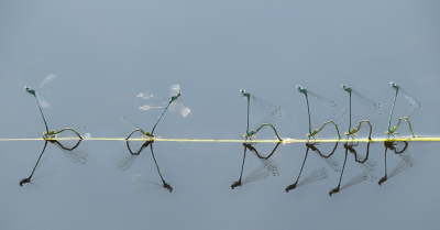 Coenagrion puella / Azuurwaterjuffer / Azure Damselfly