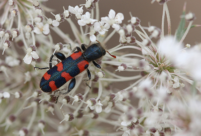 <i class='fa fa-user'></i> Paul Vandebroek | Trichodes leucopsideus  <i class='fa fa-eye'> 53</i>  <i class='fa fa-thumbs-up'> 6</i>   <i class='fa fa-comment-o'> 8</i>