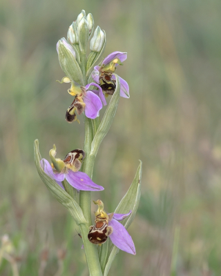 1. Ophrys apifera / Bijenorchis / Bee Orchid