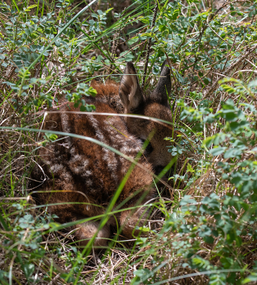 3. Capreolus capreolus / Ree / Roe Deer