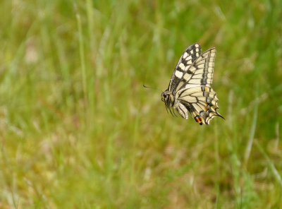 Ik hou van uitdagingen in de fotografie en eentje daarvan is vlinders in vlucht. Hoge moeilijkheidsgraad.

Vorige zaterdag in de Eifel vloog regelmatig een Koninginnenpage in de veldjes waar we stonden. Ik heb me toen een tijdje bezig gehouden hiermee, geen seconde zat ie stil. Maar ik heb hem wel in vlucht. En dat op "maar" 1/800 sluiter.

Een van de weinigen die gelukt zijn, de meesten konden meteen in de prullenbak.

Sony RX10M4, uit de hand.