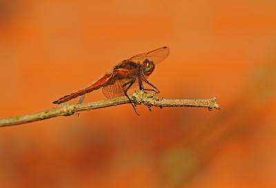 Lubellula fulva / Bruine Korenbout / Scarce Chaser