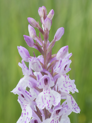 <i class='fa fa-user'></i> Hendrik van Kampen |  Gevlekte Orchis  <i class='fa fa-eye'> 31</i>  <i class='fa fa-thumbs-up'> 1</i>   <i class='fa fa-comment-o'> 2</i>
