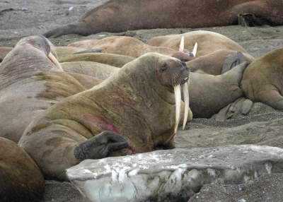 <i class='fa fa-user'></i> ko katsman |  Walrus  <i class='fa fa-eye'> 50</i>   <i class='fa fa-comment-o'> 1</i>