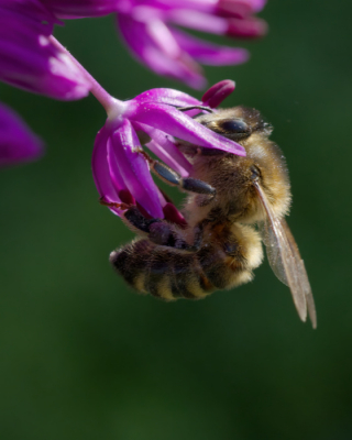 Macro opname van een foeragerende honingbij op de Allium. Shot is uit de hand genomen, zonder flits.