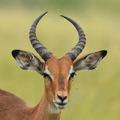 <i class='fa fa-user'></i> Eric Gibcus |  Impala  <i class='fa fa-eye'> 15</i>   <i class='fa fa-comment-o'> 1</i>