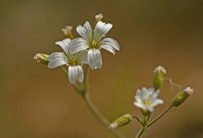 <i class='fa fa-user'></i>&nbsp;Cor&nbsp;|  Akkerhoornbloem&nbsp; <i class='fa fa-eye'>&nbsp;54</i> &nbsp;<i class='fa fa-thumbs-up'>&nbsp;2</i> &nbsp; <i class='fa fa-comment-o'>&nbsp;5</i>