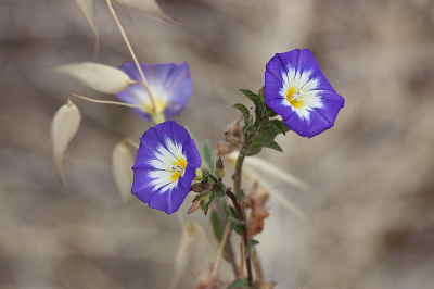 <i class='fa fa-user'></i>&nbsp;Paul Vandebroek&nbsp;|  Dagschone&nbsp; <i class='fa fa-eye'>&nbsp;52</i> &nbsp; <i class='fa fa-comment-o'>&nbsp;4</i>