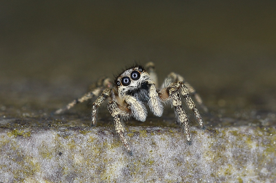 <i class='fa fa-user'></i>&nbsp;Sophie&nbsp;|  Huiszebraspin&nbsp; <i class='fa fa-eye'>&nbsp;143</i> &nbsp;<i class='fa fa-thumbs-up'>&nbsp;15</i> &nbsp; <i class='fa fa-comment-o'>&nbsp;14</i>