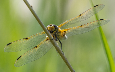 <i class='fa fa-user'></i>&nbsp;Tim Oord&nbsp;|  Viervlek&nbsp; <i class='fa fa-eye'>&nbsp;41</i> &nbsp;<i class='fa fa-thumbs-up'>&nbsp;1</i> &nbsp; <i class='fa fa-comment-o'>&nbsp;3</i>