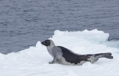 <i class='fa fa-user'></i>&nbsp;ko katsman&nbsp;|  Zadelrob&nbsp; <i class='fa fa-eye'>&nbsp;101</i> &nbsp; <i class='fa fa-comment-o'>&nbsp;3</i>