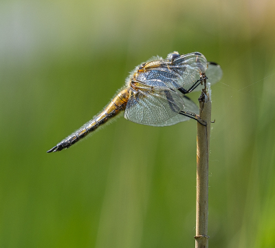 <i class='fa fa-user'></i>&nbsp;Tim Oord&nbsp;|  Viervlek&nbsp; <i class='fa fa-eye'>&nbsp;55</i> &nbsp;<i class='fa fa-thumbs-up'>&nbsp;1</i> &nbsp; <i class='fa fa-comment-o'>&nbsp;2</i>