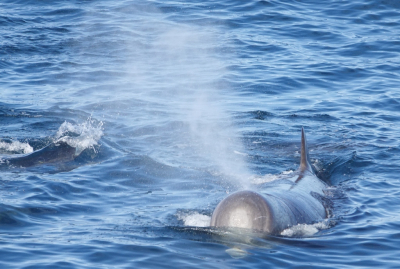 <i class='fa fa-user'></i>&nbsp;ko katsman&nbsp;|  Noordelijke Butskop&nbsp; <i class='fa fa-eye'>&nbsp;116</i> &nbsp; <i class='fa fa-comment-o'>&nbsp;2</i>