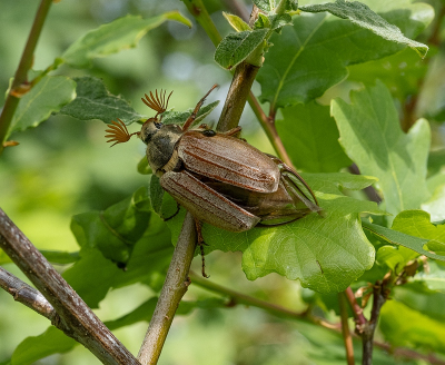 <i class='fa fa-user'></i>&nbsp;Tim Oord&nbsp;|  Gewone Meikever&nbsp; <i class='fa fa-eye'>&nbsp;50</i> &nbsp;<i class='fa fa-thumbs-up'>&nbsp;2</i> &nbsp; <i class='fa fa-comment-o'>&nbsp;2</i>