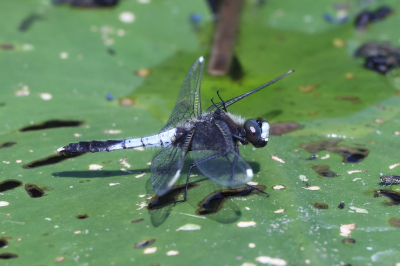 <i class='fa fa-user'></i>&nbsp;Henk Baptist&nbsp;|  Sierlijke Witsnuitlibel&nbsp; <i class='fa fa-eye'>&nbsp;70</i> &nbsp;<i class='fa fa-thumbs-up'>&nbsp;3</i> &nbsp; <i class='fa fa-comment-o'>&nbsp;5</i>