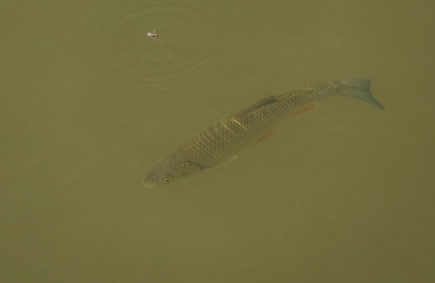 <i class='fa fa-user'></i>&nbsp;Jurgen Maassen&nbsp;|  Kopvoorn&nbsp; <i class='fa fa-eye'>&nbsp;94</i> &nbsp;<i class='fa fa-thumbs-up'>&nbsp;1</i> &nbsp; <i class='fa fa-comment-o'>&nbsp;6</i>