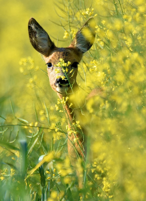 <i class='fa fa-user'></i>&nbsp;robert-jan&nbsp;|  Ree&nbsp; <i class='fa fa-eye'>&nbsp;67</i> &nbsp;<i class='fa fa-thumbs-up'>&nbsp;3</i> &nbsp; <i class='fa fa-comment-o'>&nbsp;4</i>