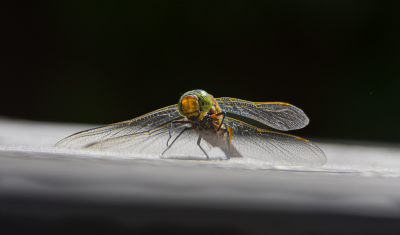 <i class='fa fa-user'></i>&nbsp;ErnovanDoorn&nbsp;|  Vroege Glazenmaker&nbsp; <i class='fa fa-eye'>&nbsp;48</i> &nbsp; <i class='fa fa-comment-o'>&nbsp;1</i>