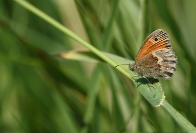 <i class='fa fa-user'></i>&nbsp;nelappelmelk&nbsp;|  Hooibeestje&nbsp; <i class='fa fa-eye'>&nbsp;68</i> &nbsp; <i class='fa fa-comment-o'>&nbsp;4</i>