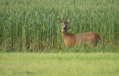 <i class='fa fa-user'></i>&nbsp;Truus Aletta Maan&nbsp;|  Ree&nbsp; <i class='fa fa-eye'>&nbsp;76</i> &nbsp;<i class='fa fa-thumbs-up'>&nbsp;2</i> &nbsp; <i class='fa fa-comment-o'>&nbsp;5</i>