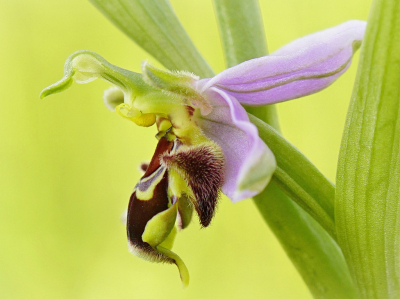 <i class='fa fa-user'></i>&nbsp;Nel R&nbsp;|  Bijenorchis&nbsp; <i class='fa fa-eye'>&nbsp;86</i> &nbsp;<i class='fa fa-thumbs-up'>&nbsp;10</i> &nbsp; <i class='fa fa-comment-o'>&nbsp;11</i>